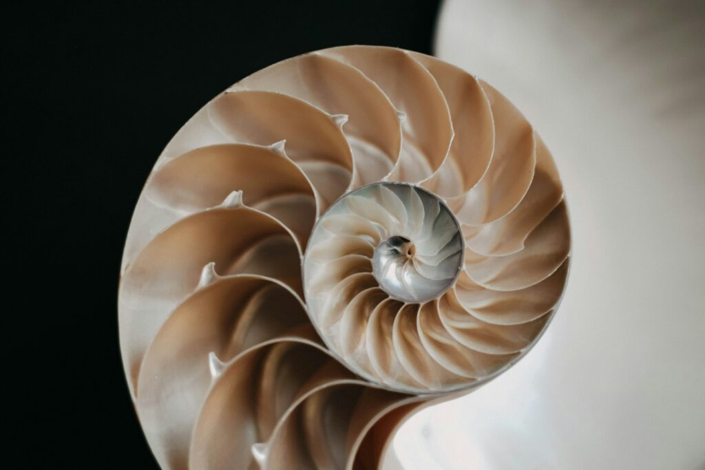 Inner divisions within a nautilus shell